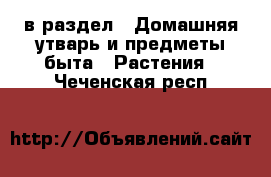  в раздел : Домашняя утварь и предметы быта » Растения . Чеченская респ.
